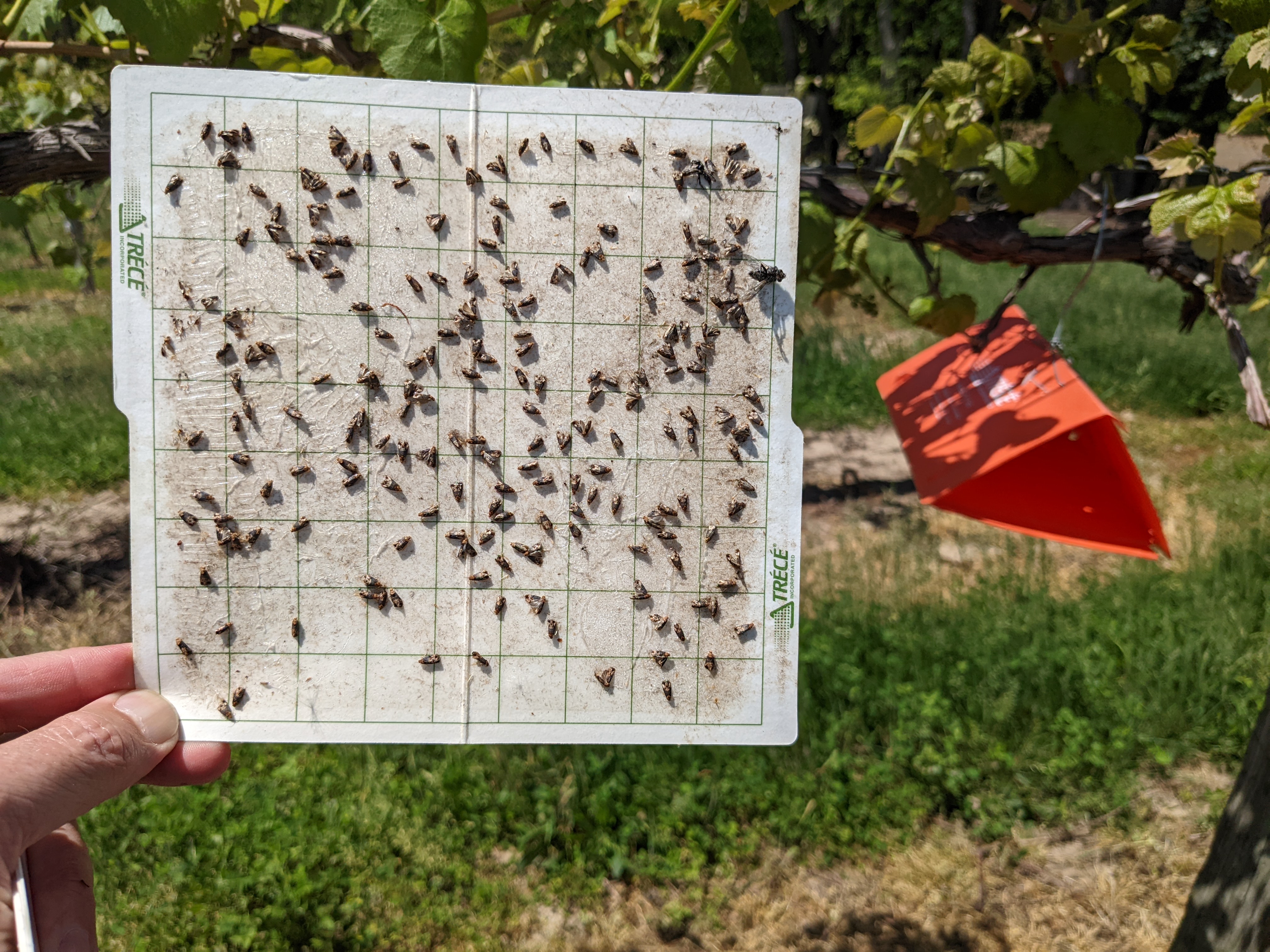 Sticky trap with moths on it.